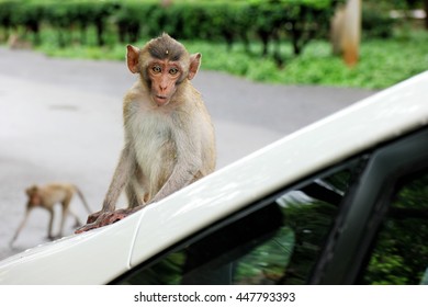 A Lonely Kid, Long-tail Mountain Monkey Sitting On Front Hood Of A Car, Looking To Camera With Curious Facial Expression. Selective Focus To A Monkey.