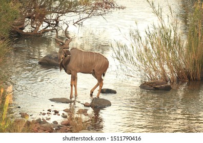 Lonely Kudu Bull Crossing A Slow Running River 