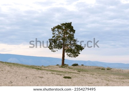 Lonely Larch on the Sandy Beach of Lake Baikal
