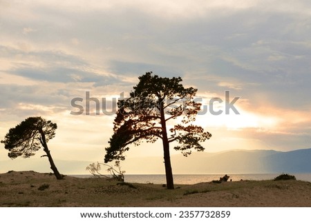 Lonely Larch on Sunset Sandy Beach of Lake Baikal