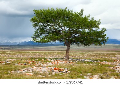 Lonely Larch - Is The Shaman Tree