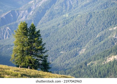 Lonely Larches In The Maritime Alps, France