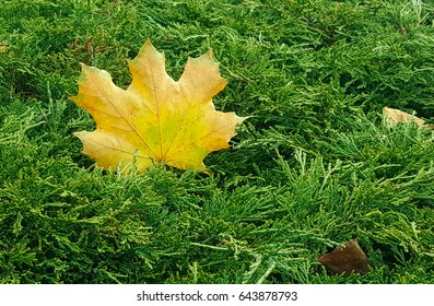 A lonely leaf.