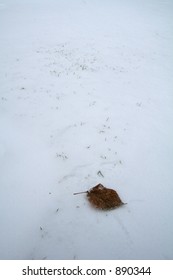 Lonely Leaf in Winter
