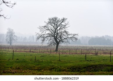 Lonely leafless tree in a field in autumn during a fog. Selective focus.