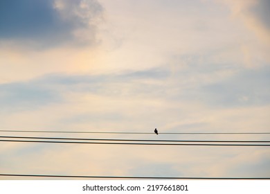 A Lonely Little Bird Perched On A Wire In The Evening, Blurred Sky In The Morning, Blurred Background, Sunlight, Sunset, Soft Clouds, Soft Light 