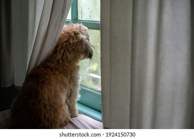A lonely little Brown puppy looks on through the window. The Dog Waiting for the owner to come home or looking for someone to call him or feeding and play with. Alone and waiting pet concept.