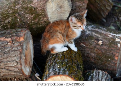 A Lonely Little Red Cat On The Background Of Wood Blanks. A Lost Pet. Animal Survival In The Wild.