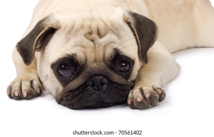 1,233 Pug laying down Images, Stock Photos & Vectors | Shutterstock