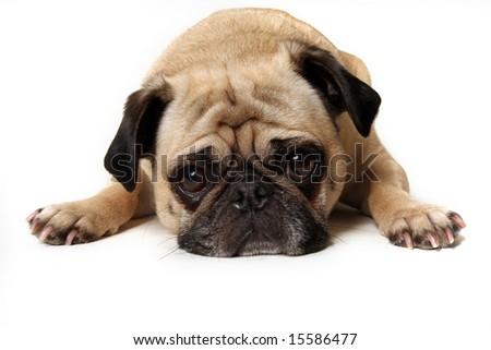 Lonely looking Pug isolated on white background.