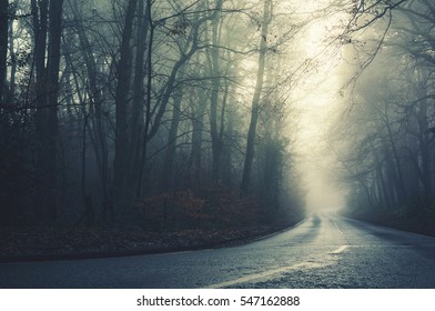 A lonely looking road in the damp foggy forest.
