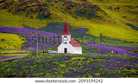 Lonely Lutheran Myrdal church surrounded by violet and pink lupine and yellow meadow flowers at Vik town, South Iceland, at summer sunny day with many visitors and tourists