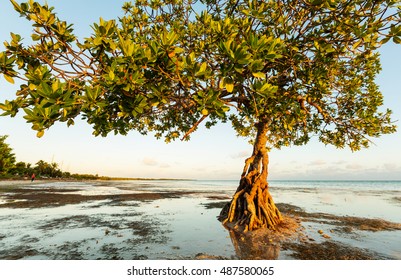 Lonely Mangrove Tree In Florida Coast