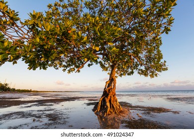 Lonely Mangrove Tree In Florida Coast