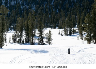 Lonely man-hiker walking in the winter snowy forest. Ergaki mountain range, Western Sayan Mountains, Russia. Small figure of a man among huge conifers. Concept of human vulnerability to nature
