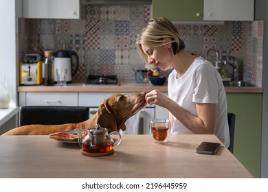 Lonely Middle-aged Female Feeds Favourite Vizsla Dog Treats And Drinks Tea In Mug. Single Mature Woman Happy To Have Only True Pet Friend Enjoys Late Morning Playing With Domestic Animal Closeup