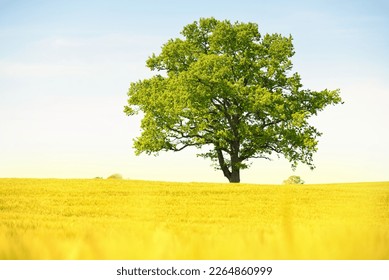 Lonely mighty oak tree on a green plowed agricultural field on a sunny summer day. Clear blue sky, sunshine. Pure nature, environment, ecology, symbol of peace