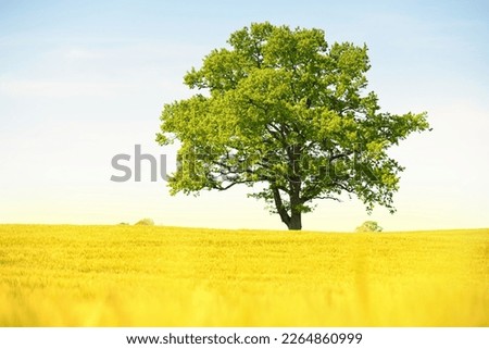 Lonely mighty oak tree on a green plowed agricultural field on a sunny summer day. Clear blue sky, sunshine. Pure nature, environment, ecology, symbol of peace