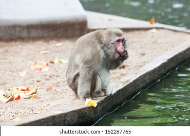 Lonely monkey eats piece of fruit