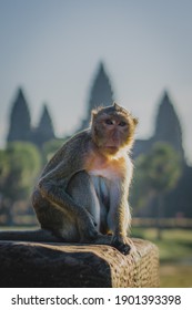 Lonely monkey front of angor wat