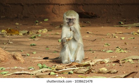 Lonely Monkey Right Before The Kruger National Park Entrance Enjoying Some Roots