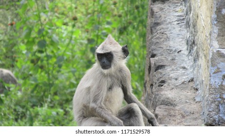 Lonely monkey  Sitting
