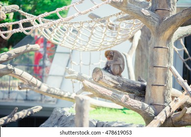 The Lonely Monkey In  The Zoo In Sapporo Hokkaido Japan.