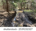 A lonely, muddy trail deep in the forest ￼