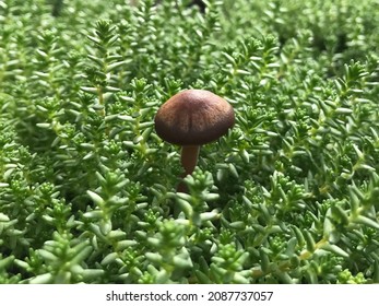 Lonely mushroom among the grass. Poisonous mushroom in the glade.