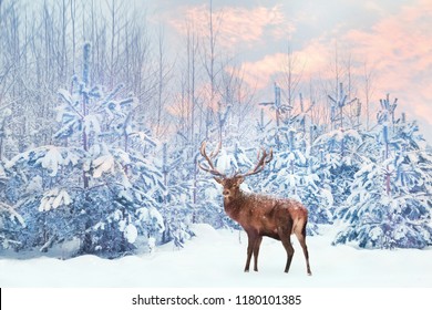 Lonely noble deer mail with big horns against winter fairy forest at sunset. Winter Christmas holiday image. 