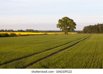 Lonely oak tree on a field with green sprouts of winter wheat on a sunny spring day in Bauska area, Latvia