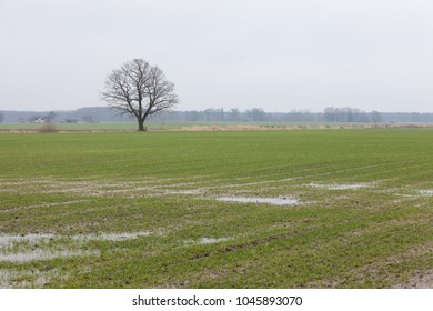 Lonely oak tree on a flooded field with green sprouts of winter wheat on a cloudy winter day in Bauska area, Latvia