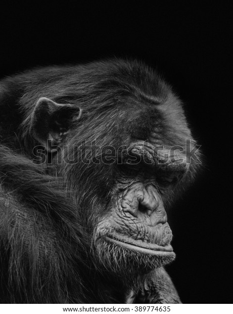 Lonely Old Chimp Showing Despair Captivity Stock Photo (Edit Now) 389774635