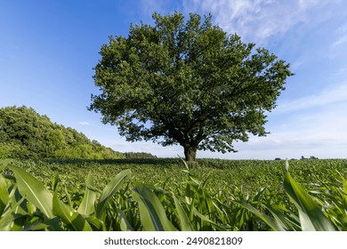 a lonely old oak tree in a field with tall green corn, a field with one oak tree and a harvest of sweet corn - Powered by Shutterstock