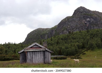 Lonely old wooden barn house in beautiful Norwegian landscape with sheep and mountains