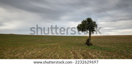 Similar – Image, Stock Photo Apple blossom IV