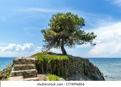 Lonely Olive Tree On The Rock In The Sea Background