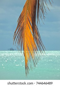 lonely palm leaf