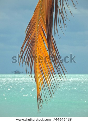 lonely palm leaf