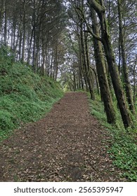 Lonely path in the middle of the forest 