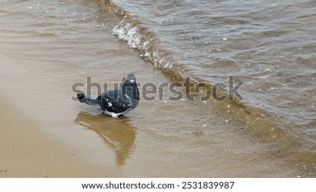 A lonely pigeon walks on the shallow water on the Baltic Sea beach in the city of Sopot in Poland.