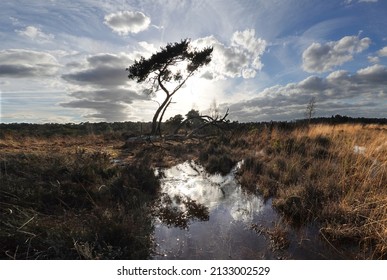 Lonely pine tree in the flooded moorlands of northern Belgium, eraly evening                              