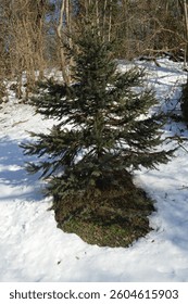 Lonely pine tree  in the forest