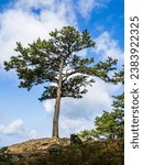A lonely pine tree stretching towards the blue sky with white clouds at Cranny Crow Overlook, , Lost River State Park, West Virginia.