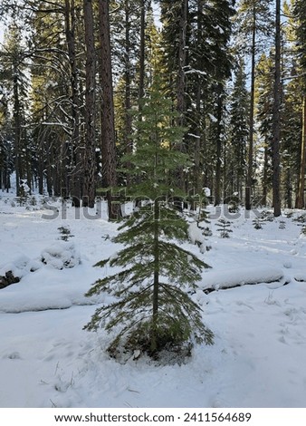 Lonely pine tree surrounded by big mature trees. Ground covered in snow.