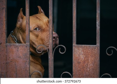 Lonely Pitbull dog behind rusty steel fence