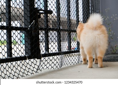 Lonely Pomeranian Dog Is Waiting For Someone To Open The Door. Cute Puppy Dog Sitting At The Front Door Looking Outside Waiting Someone Coming Back Home. 