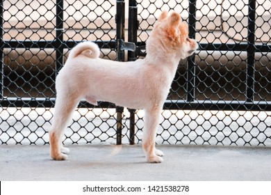 Lonely Pomeranian Dog Is Waiting For Someone To Open The Door. Cute Puppy Dog Sitting At The Front Door Looking Outside Waiting Someone Coming Back Home.