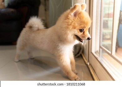 Lonely Pomeranian Dog Is Waiting For Someone To Open The Door. Cute Puppy Dog Sitting At The Front Door Looking Outside Waiting Someone Coming Back Home.	
