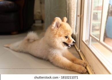 Lonely Pomeranian Dog Is Waiting For Someone To Open The Door. Cute Puppy Dog Sitting At The Front Door Looking Outside Waiting Someone Coming Back Home.	
